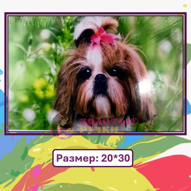 Картина для рисования по номерам "Ши-тцу" Размер: 20*30 