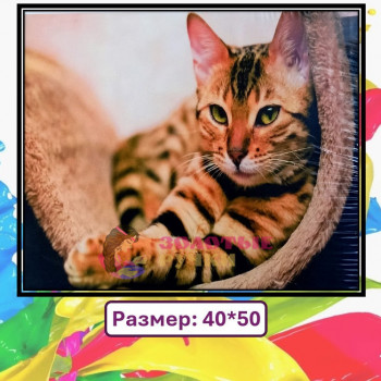 Картина для рисования по номерам "Котик". Размер: 40*50