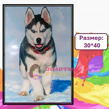 Картина для рисования по номерам "Хаски" Размер: 30*40