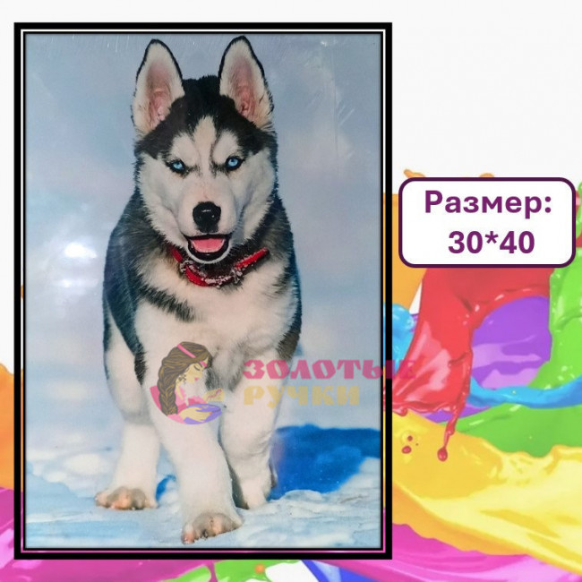 Картина для рисования по номерам "Хаски" Размер: 30*40