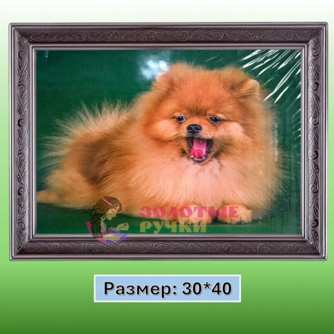 Алмазная мозаика "Шпиц" на подрамнике. Размер: 30*40